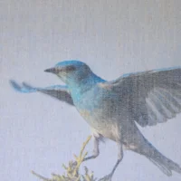 Bluebird Alighting