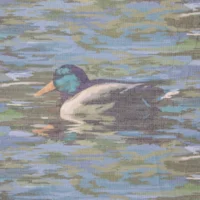 Mallard Pond