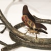 Maitland-Smith Lighting Butterfly Desk Lamp