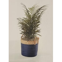 44" Divarf Areca Palm in Blue Basket