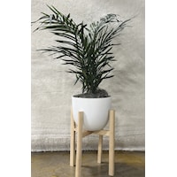 52" Dwarf Areca Palm In White Planter With Stand