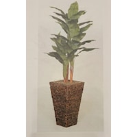 6' Sago Cycas Palm In tall Square Base