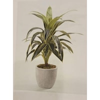 4' Dracaena Tree in Round White Base