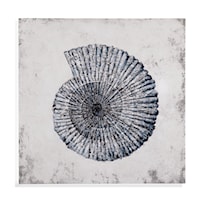 Shell II Canvas Art