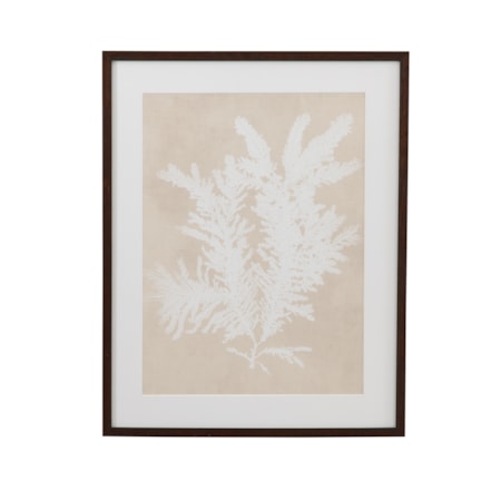Ptilota Plumosa Framed Print