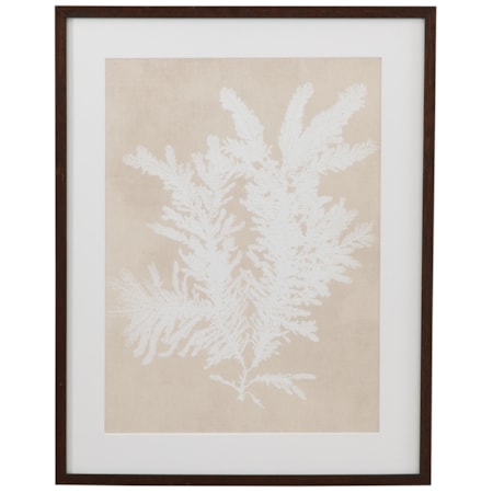 Ptilota Plumosa Framed Print