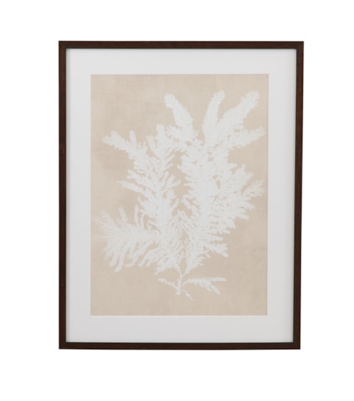 Ptilota Plumosa Framed Print