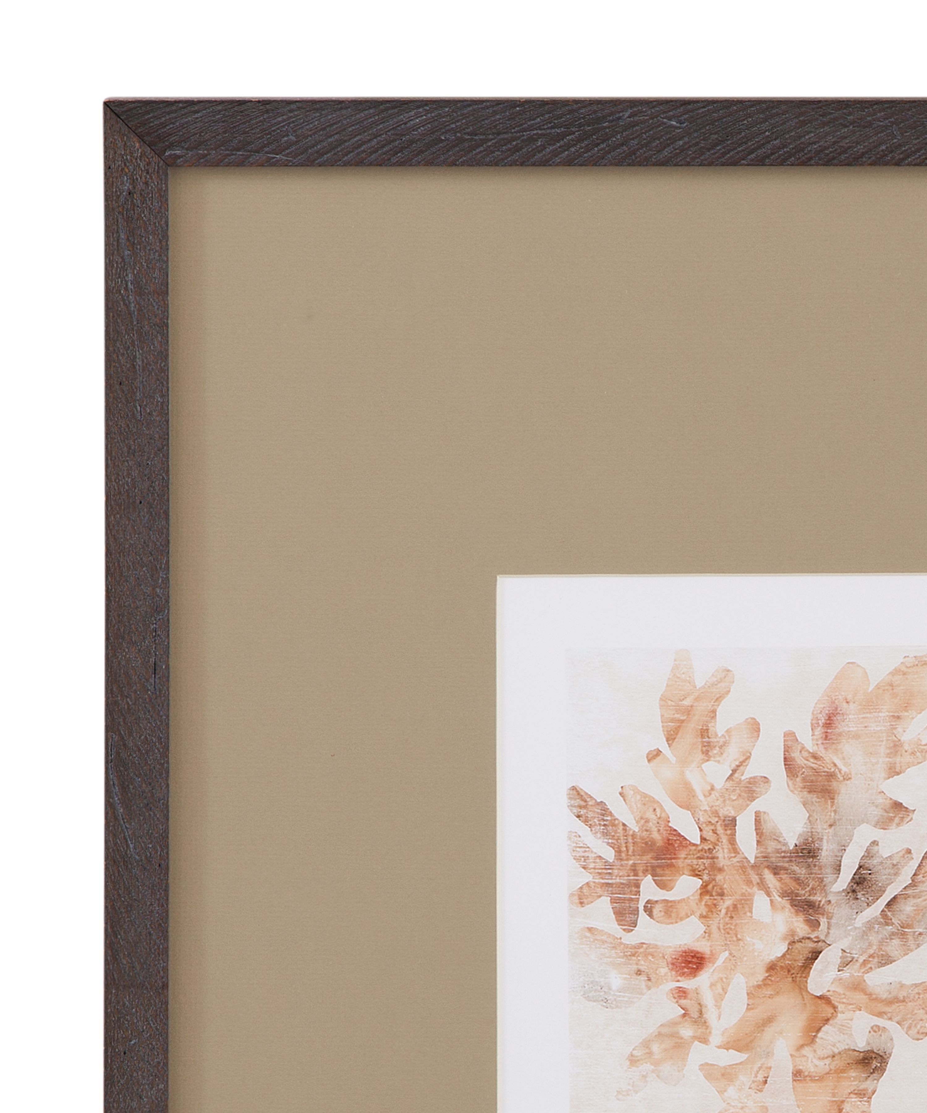 Parchment Coral IV Framed Print