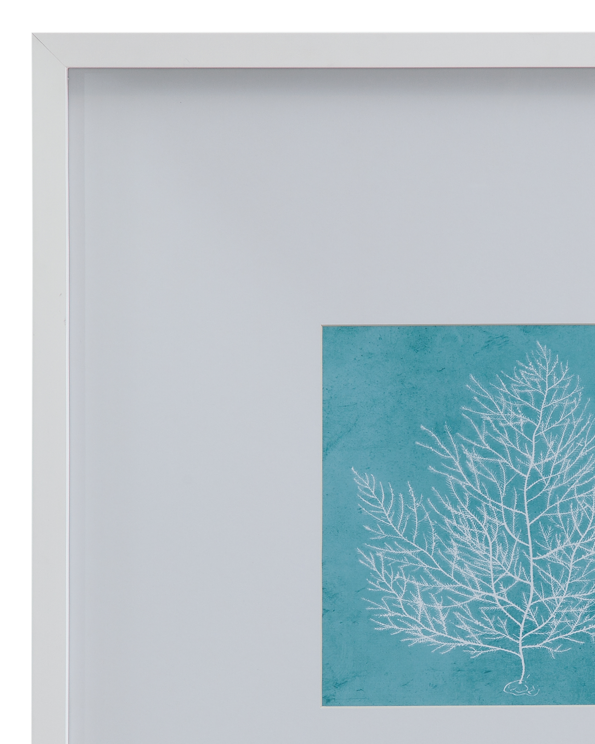 White Coral On Blue I Framed Print