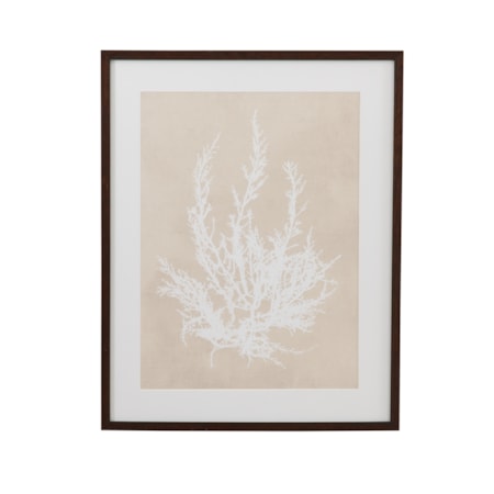 Cystoseira Ericoides Framed Print