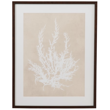 Cystoseira Ericoides Framed Print