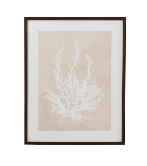 Cystoseira Ericoides Framed Print