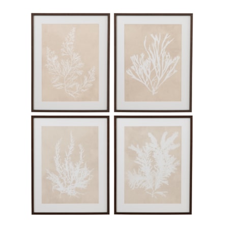 Marine Species Framed Print S/4