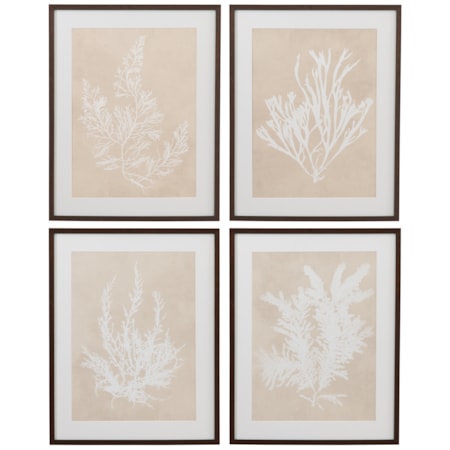 Marine Species Framed Print S/4
