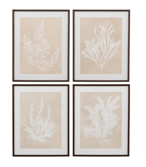 Marine Species Framed Print S/4