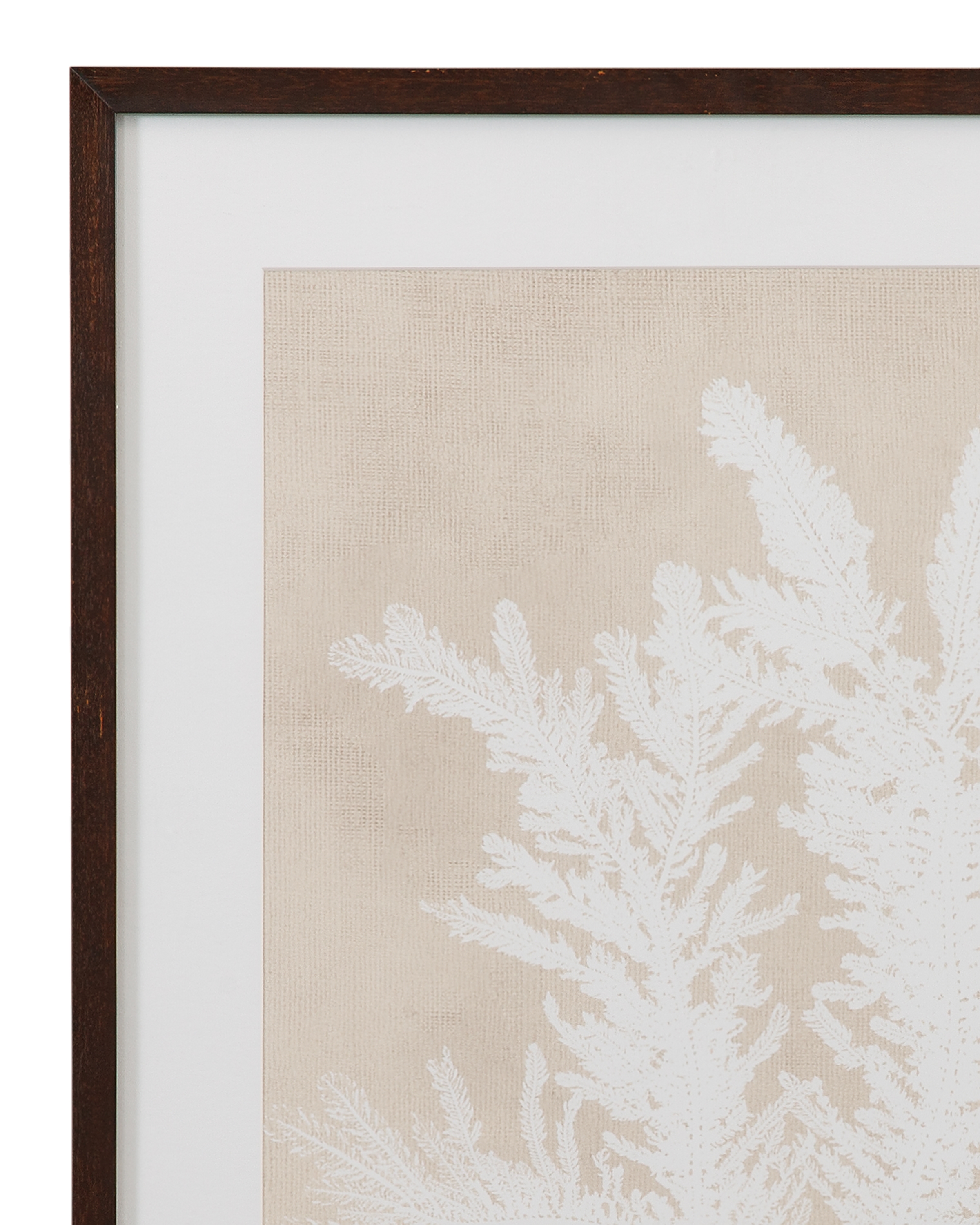 Bassett Mirror Art Ptilota Plumosa Framed Print