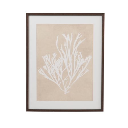 Gracilaria Multipartita Framed Print