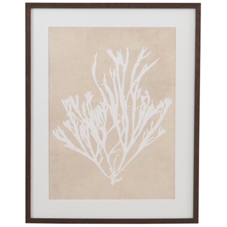 Gracilaria Multipartita Framed Print