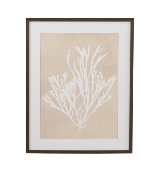 Gracilaria Multipartita Framed Print