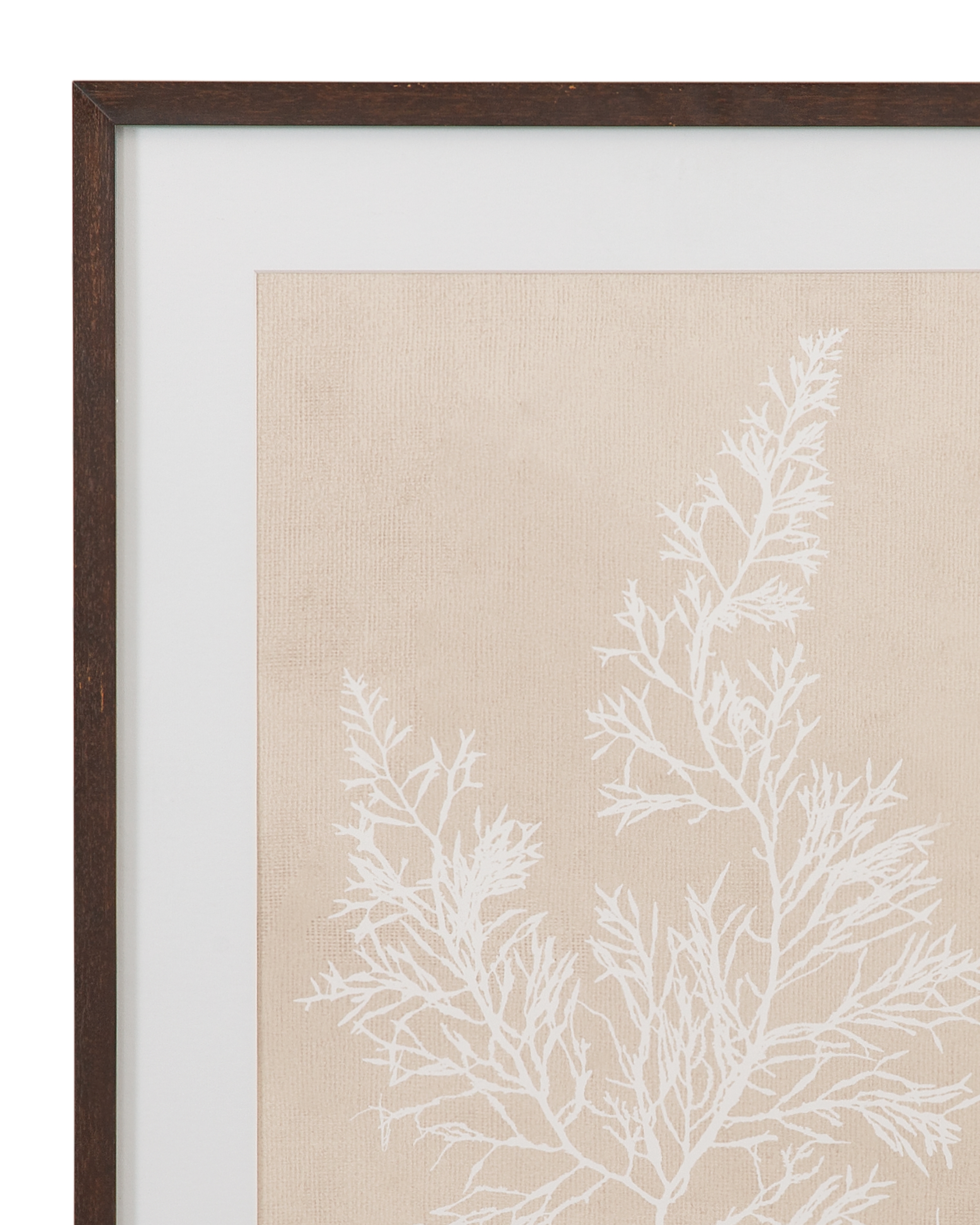 Bassett Mirror Art Marine Species Framed Print S/4