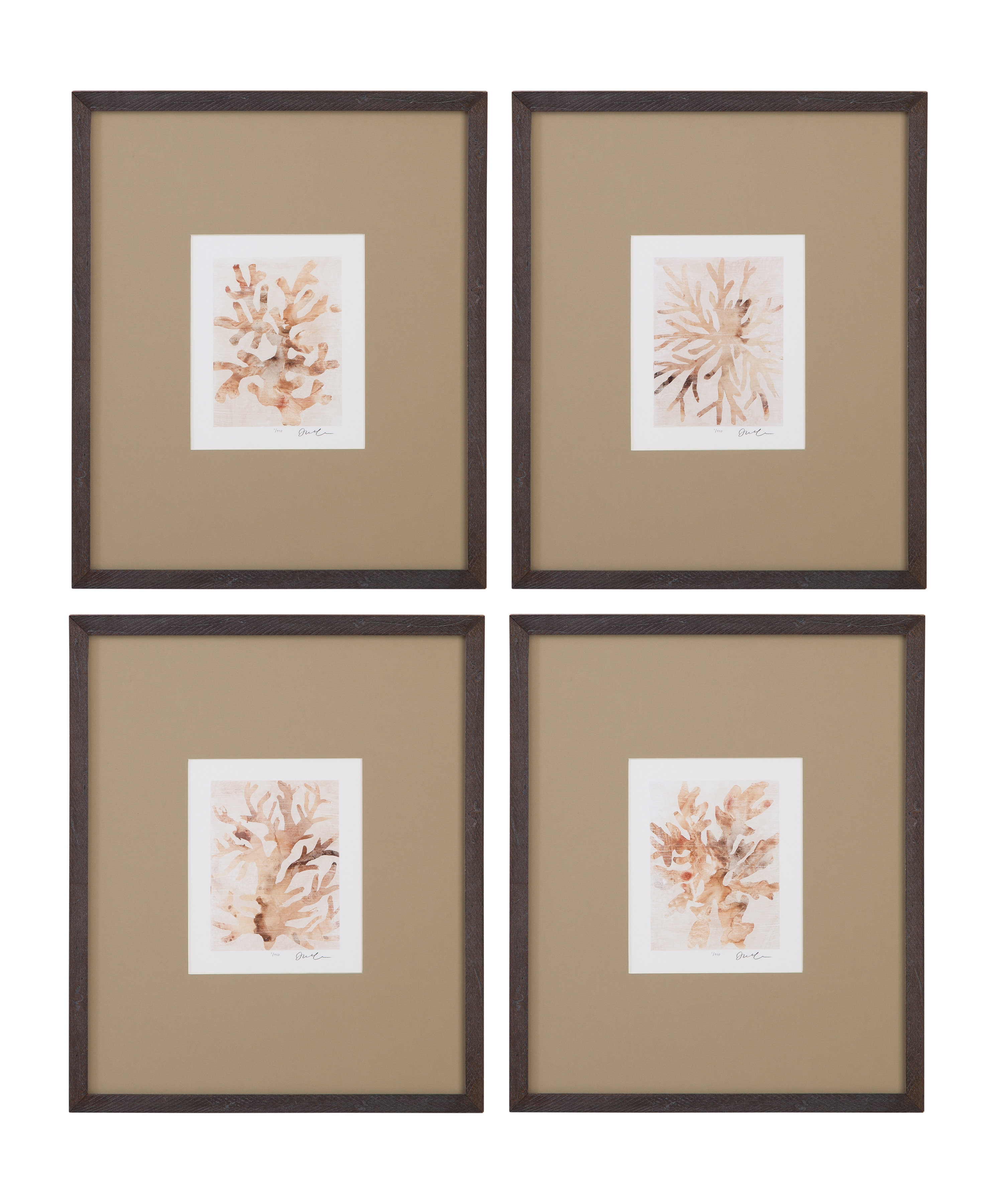 Parchment Coral IV Framed Print