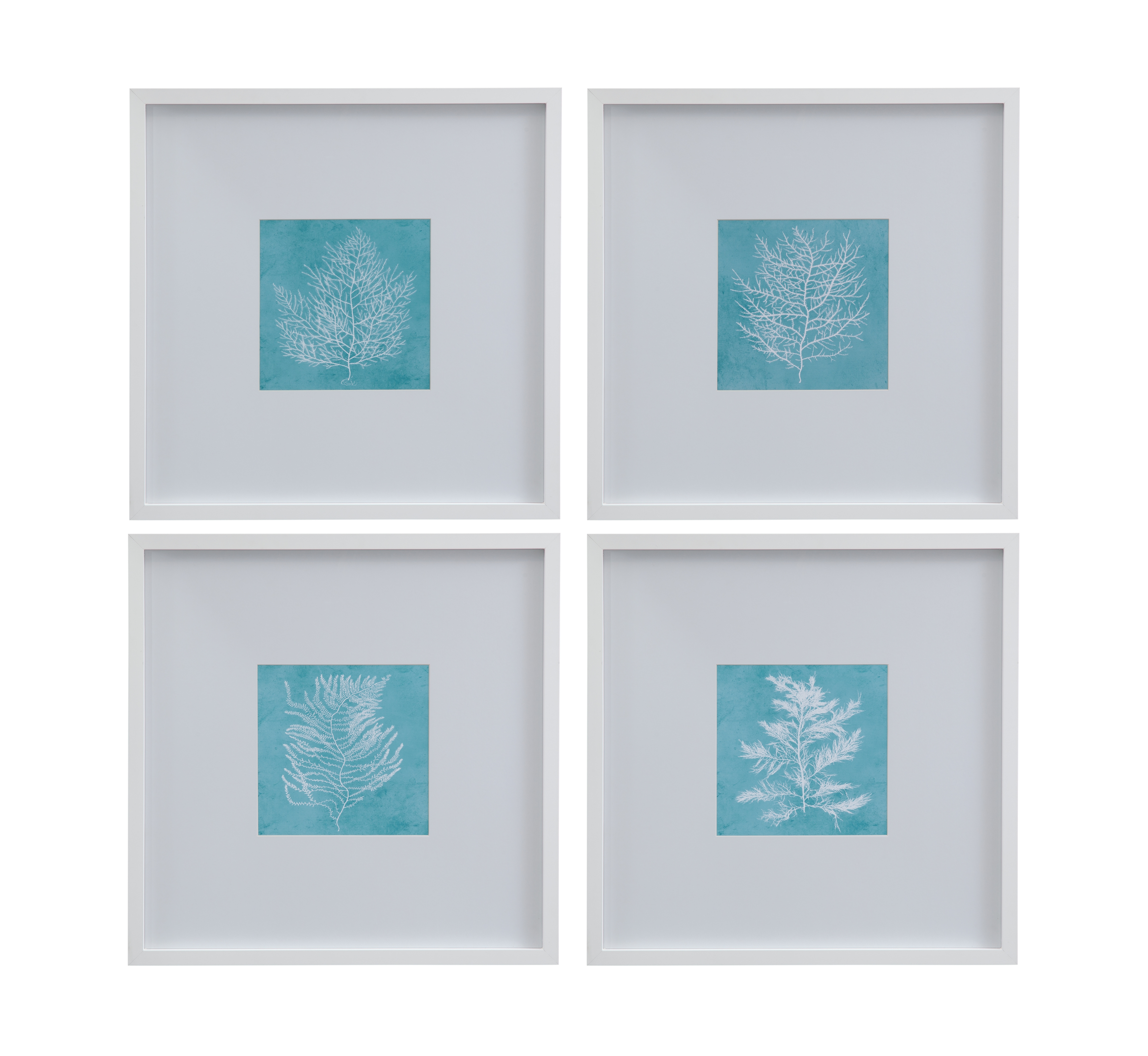 White Coral On Blue IV Framed Print