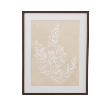 Cystoseira Faeniculacea Framed Print