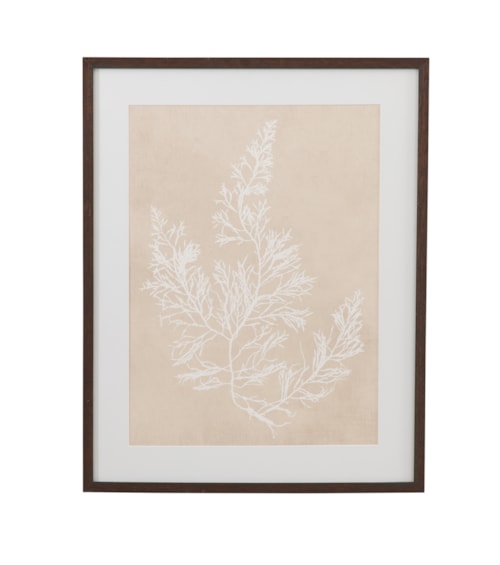 Cystoseira Faeniculacea Framed Print