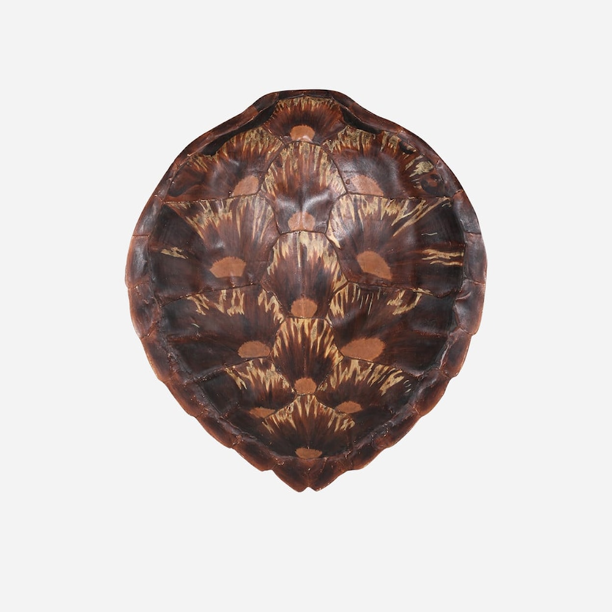 BOBO Intriguing Objects BOBO Intriguing Objects Faux Loggerhead Turtle Shell