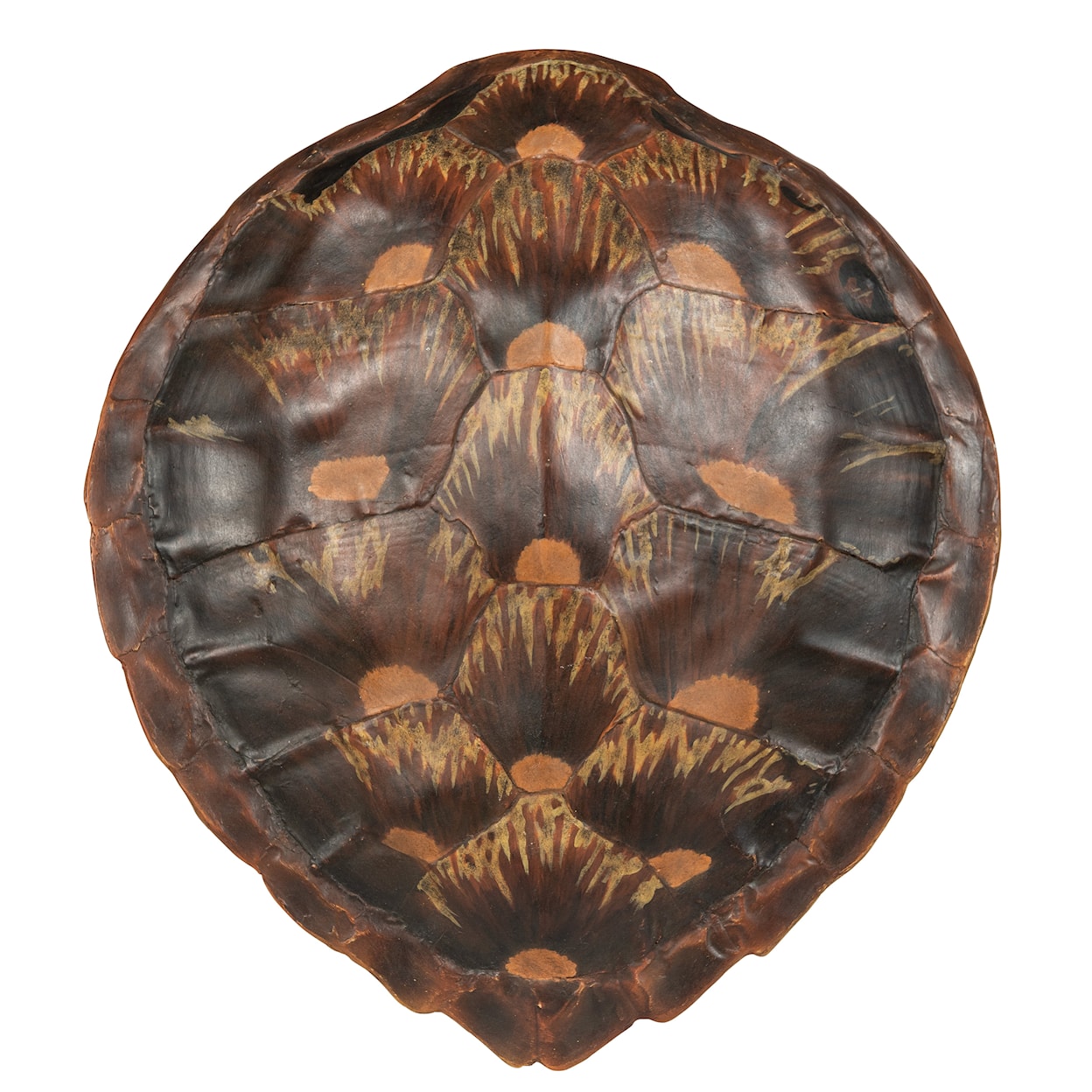 BOBO Intriguing Objects BOBO Intriguing Objects Faux Loggerhead Turtle Shell