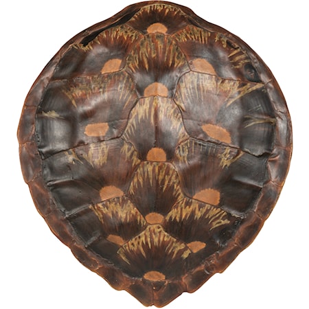 Faux Loggerhead Turtle Shell