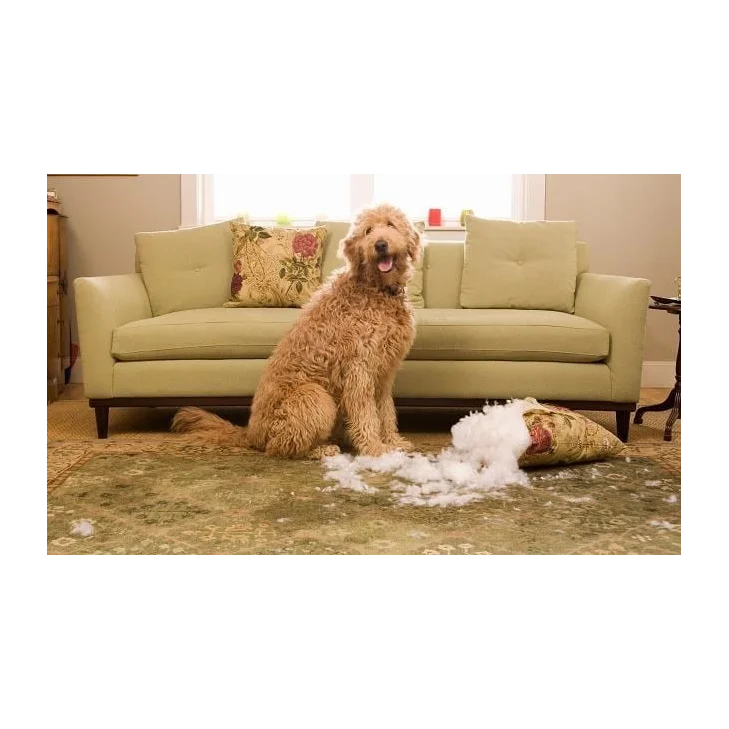 4 Year Care and Protection Plan