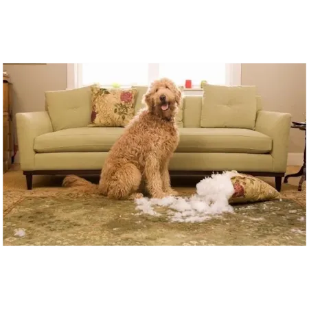 4 Year Care and Protection Plan