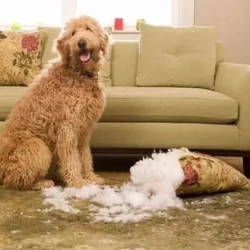 Furniture & ApplianceMart Protection Plans 4YRS03 Furniture Protection