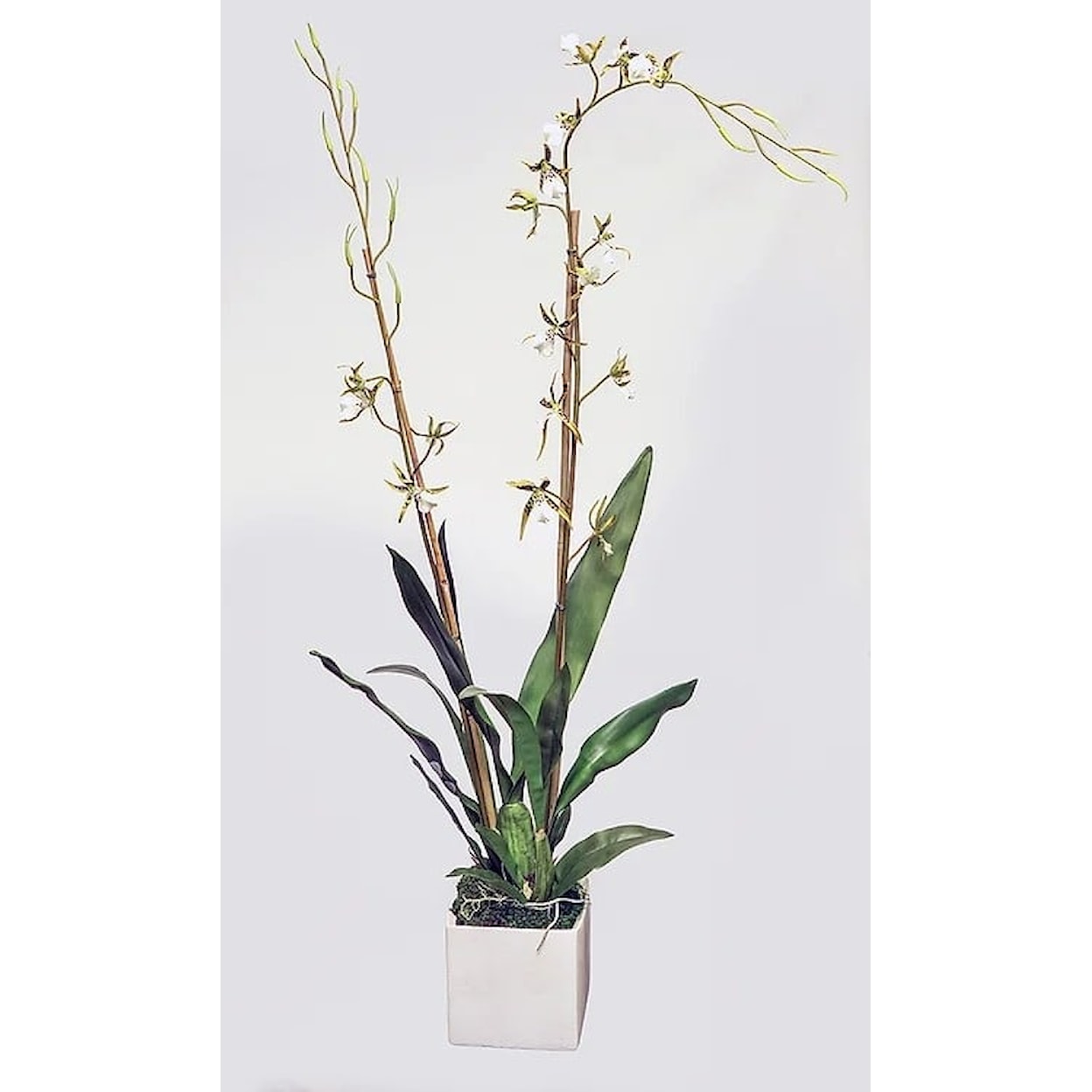 The Ivy Guild Orchids Brassia Orchid in 6" Cube 