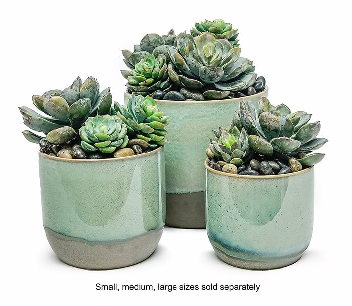 The Ivy Guild Succulents SUCCULENTS IN SM CARIBE POT