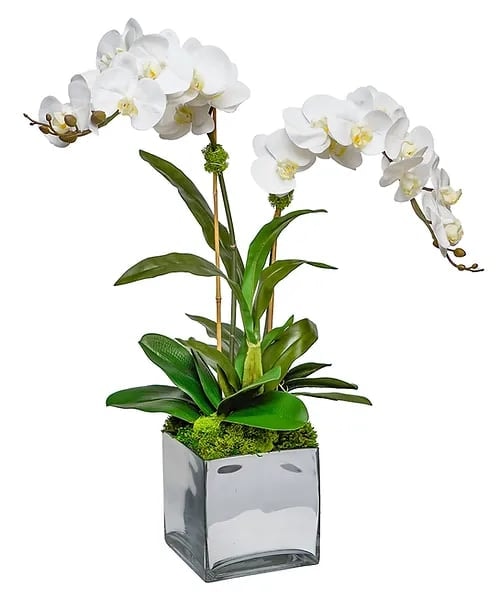 ORCHIDS X2 IN SILVER GLASS CUBE