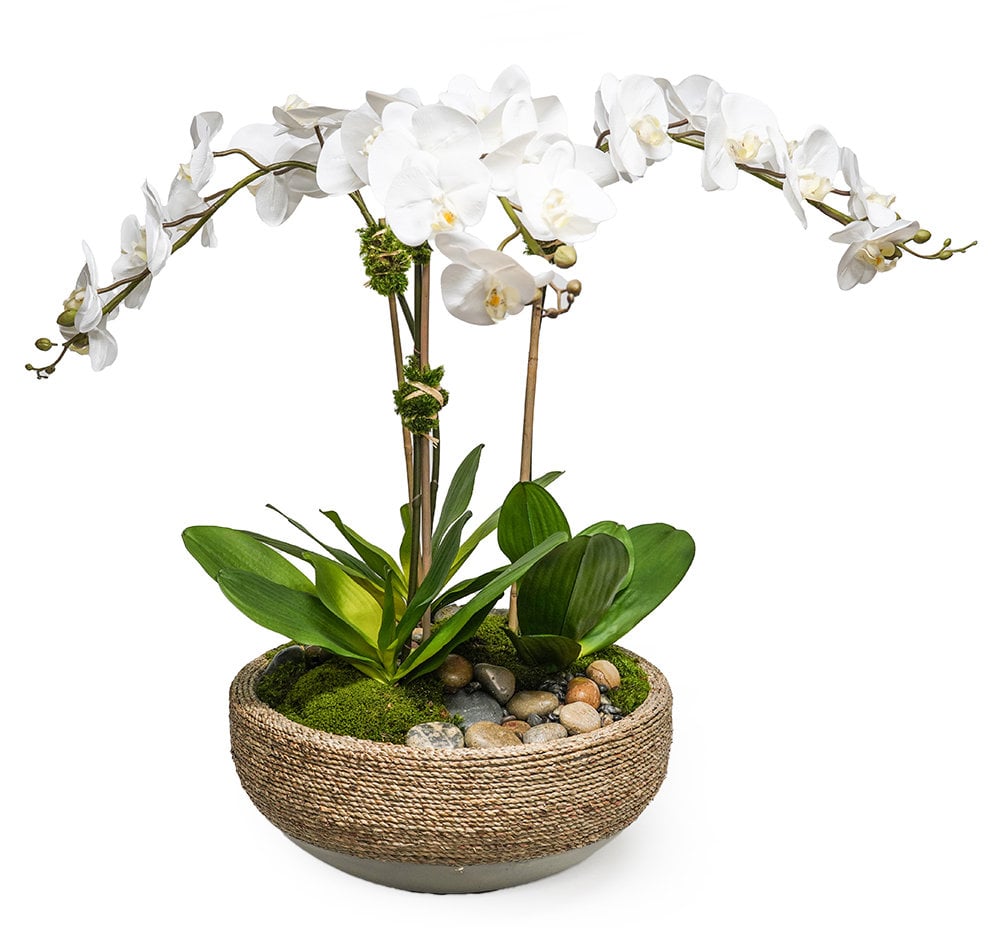 TRIPLE ORCHID IN BOWL