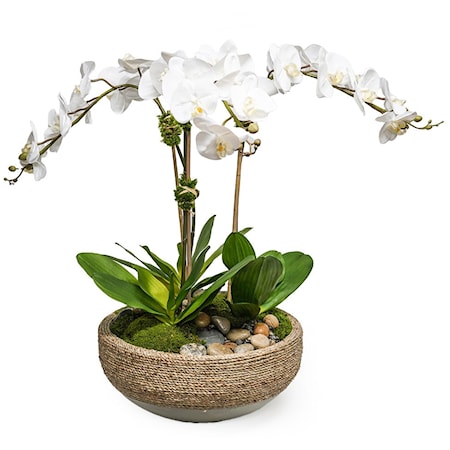 TRIPLE ORCHID IN BOWL
