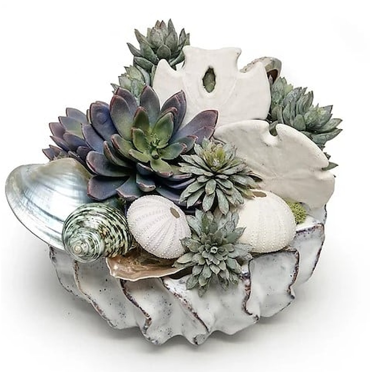 The Ivy Guild Shells Shells/Succulents in 9" Sono Bowl 