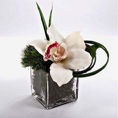 Cymbidium Orchid in 3" Glass