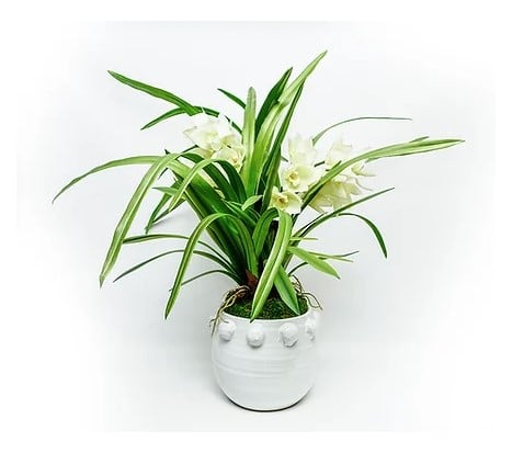 Cymbidium Fem Rosa Pot
