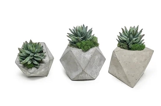 The Ivy Guild Succulents Agave in SM Geo Pots Jacksonville Furniture