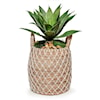 The Ivy Guild Botanicals SET OF 2 AGAVE IN NETTED BASKET