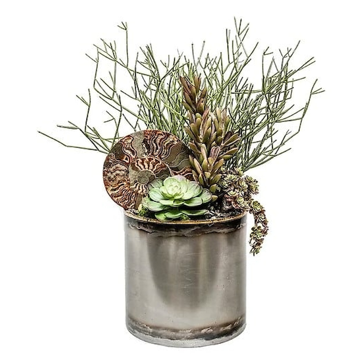 The Ivy Guild Botanicals 8" Tin Pot w/ Ammonite Fossil/Succulents 
