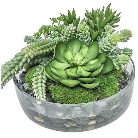 Succulents in Glass Bowl 