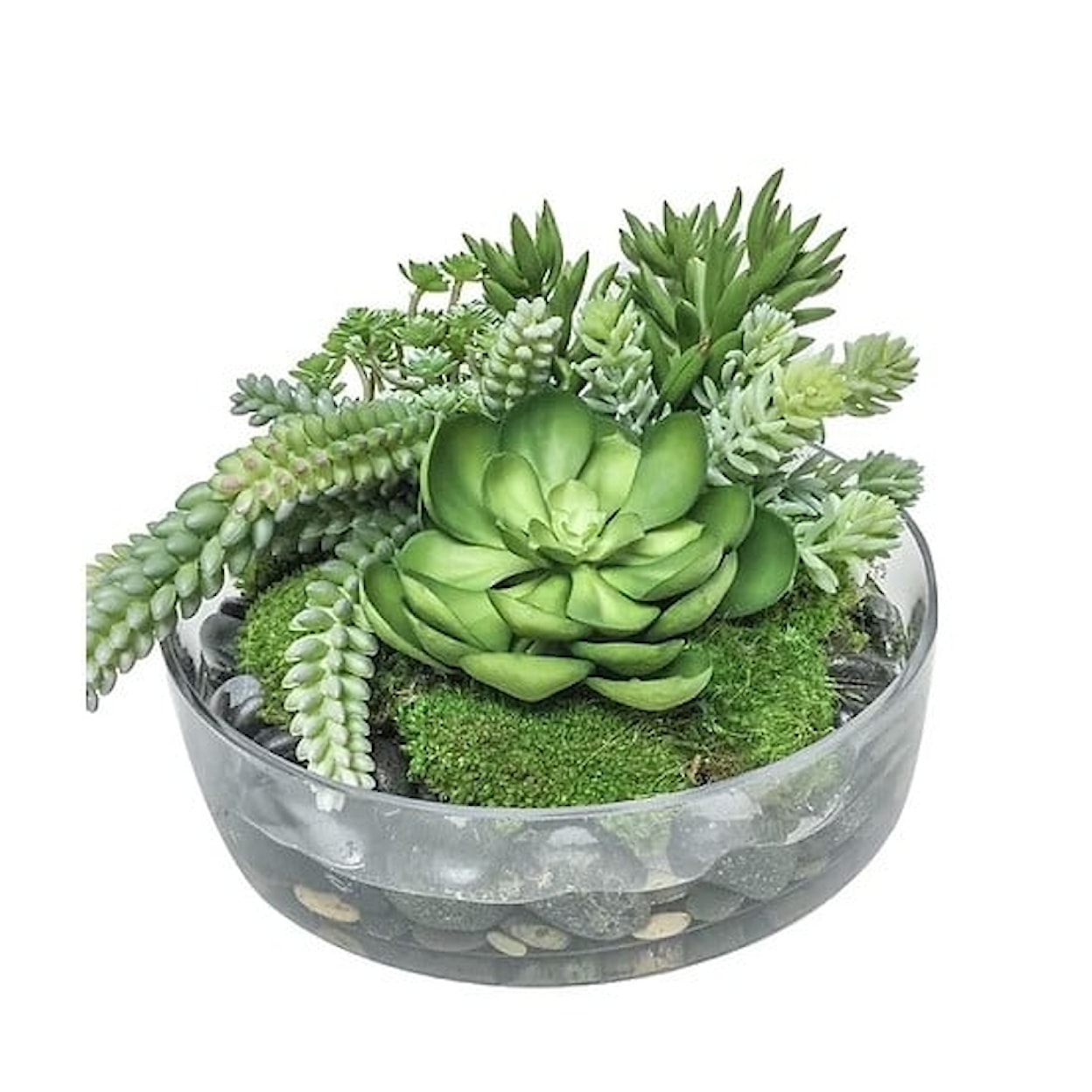 The Ivy Guild Succulents Succulents in Glass Bowl 