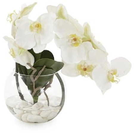 AQUA WHITE ORCHID