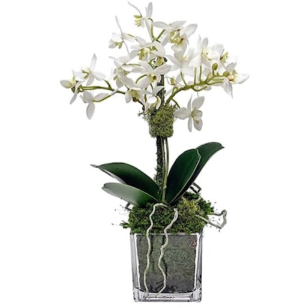 3" Glass with Mini White Orchid