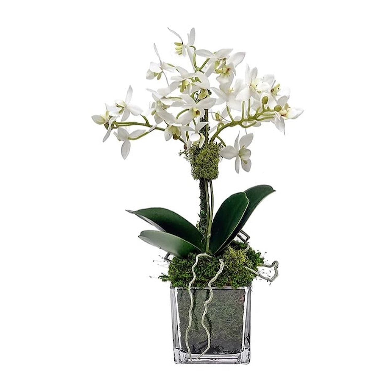 The Ivy Guild Orchids 3" Glass with Mini White Orchid
